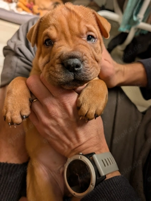 Frenchi Pei (Rüde) SharPei & Französische Bulldogge Mix 