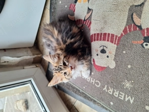 Maine Conn Mix Kitten dürfen ausziehen 