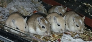 Rennmäuse suchen ein neues Zuhause 