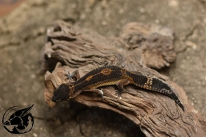 Vk oder Tausche ! Leopardgecko Blood Mandarin Black Night (f2)