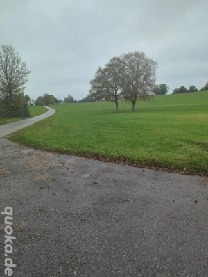 suche Reitbeteiligung auf Pferd