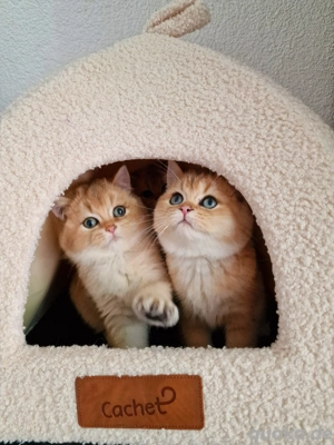 Drei BKH Kater in black golden 