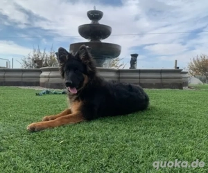 Deutsche Schäferhund-Welpen   Weiblich, abgabebereit