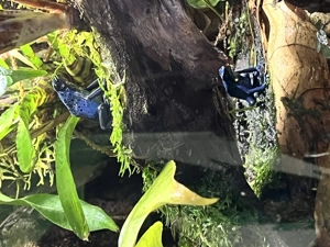 Dendrobates tinctorius Azureus Inkl. Terrarium, Techniker + Unterschrank