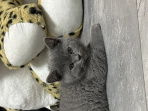 BKH mischling Kätzchen  mama reinrassig Papa BKH mix