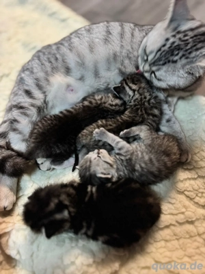 Britisch Kurzhaar Kitten Mix