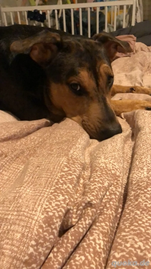 ,,dringend Liebevolles für immer  Zuhause gesucht!