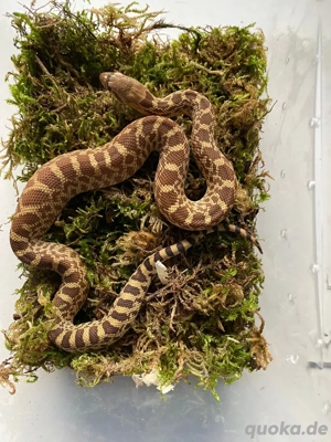 1.4 Pituophis catenifer affinis Marathon Texas, Gophernatter  Bild 5