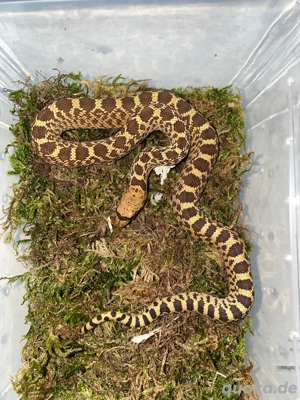 1.4 Pituophis catenifer affinis Marathon Texas, Gophernatter 