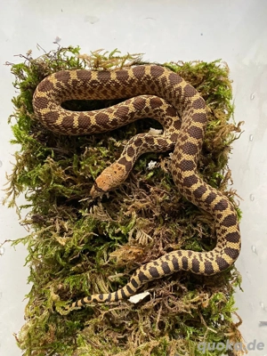 1.4 Pituophis catenifer affinis Marathon Texas, Gophernatter  Bild 4
