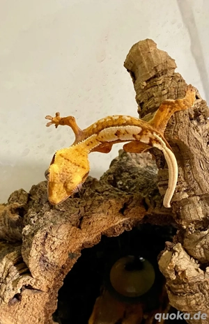 0.0.1 Kronengecko, Correlophus ciliatus
