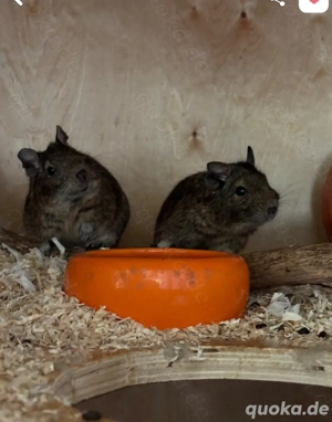 Degus ( 3 Männchen)