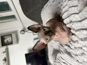 Sphynx Kitten mit Tasthaaren