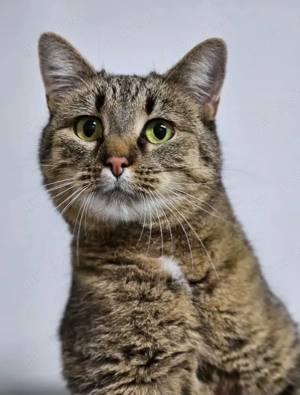 Stella  Traumtiger sucht Familie zum (mit-)träumen