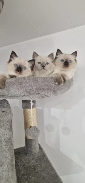 Ragdoll Kätzchen zu verkaufen