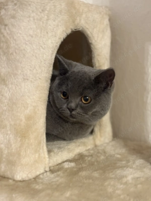 BKH junger Kater 8 Monate 