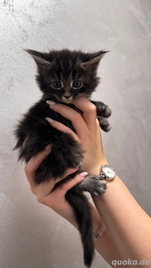 Maine Coon Babykatzen