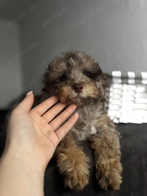 Wunderschönes Toypudel-Mädchen in der seltenen Farbe Chocolate Merle