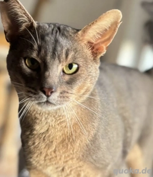 Reinrassiger Abessinier Kater