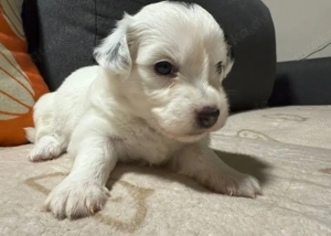 Kleine Bonnie sucht ihr Für-Immer-Zuhause (Malteser-Aussie-Mix Welpe)