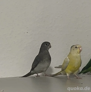 singsittiche pärchen