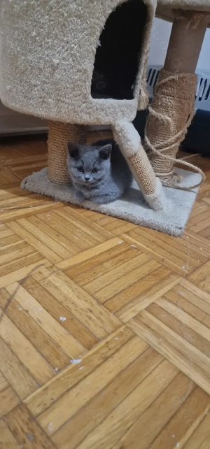 Britisch Kurzhaar Kätzchen zu verkaufen