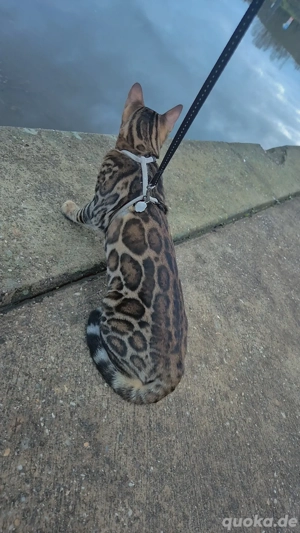reinrassige bengal dickkater mit Stammbaum 
