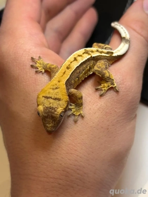 Kronengeckos (Correlophus ciliatus) Jungtiere Lilly white