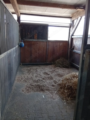 Große Fensterbox frei ab 01.05.