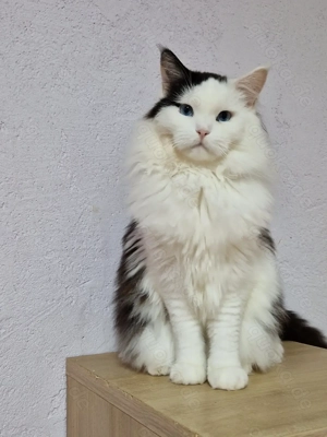 Wunderschöne Maine Coon Kastraten Mädels. 