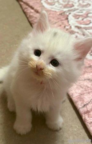 Wunderschöne Maine Coon Babys, die Ihr Herz erobern!