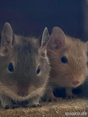 2 Degu Weibchen inkl. Transportbox