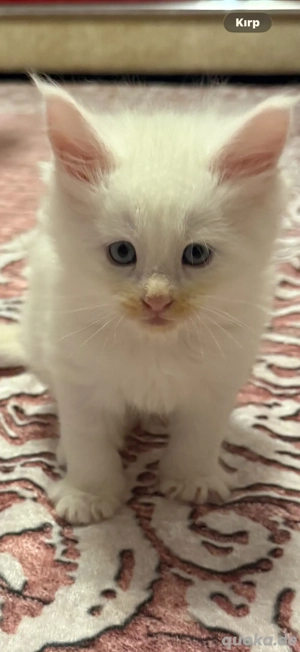 Wunderschöne Maine Coon Babys, die Ihr Herz erobern!