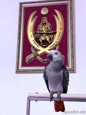 handzahmer Graupapagei mit DNA