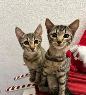 Katzen Kitten Baby Kitten