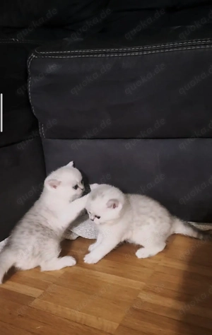 Britisch Kurzhaar Kätzchen   Silver Shaded (BKH)