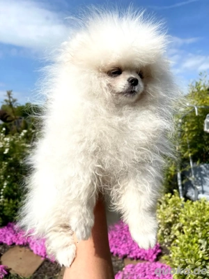 pomeranian zwergspitz