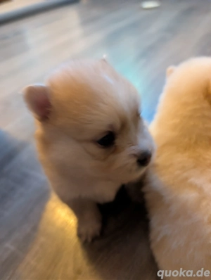 Pomsky Welpen am 15.11 geboren 