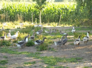 Gänse, Enten und Puten 