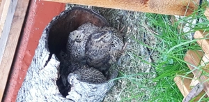 Wachteln zu Verkaufen Bild 2