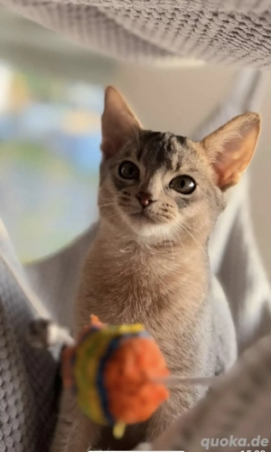 Abessinier Kitten Blue  Blau Reinrassig 