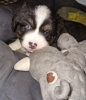 Bezaubernde Miniature Australian Shepherd Welpen suchen ihr Zuhause
