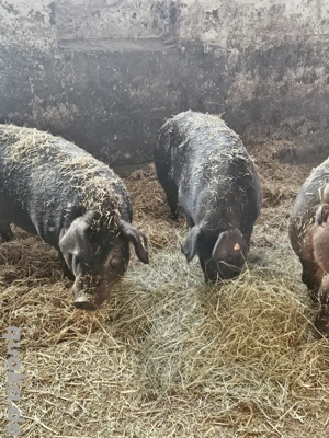 Verkaufe Durco Schweine