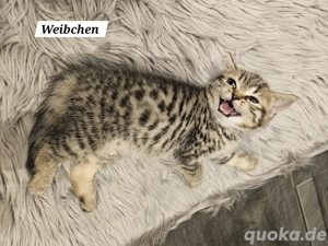BKH Kitten  zu verkaufen 