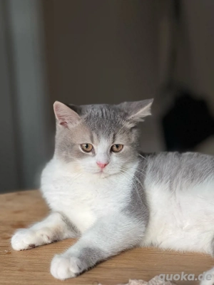 Wir suchen ein Kätzchen.