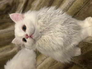 Süß verschmusste Britisch Langhaarkitten suchen zuhause 