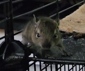 6 Degu Babys abzugeben