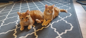 Zwei Kater (6 Monate) in gute Hände abzugeben 