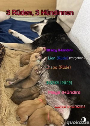 Labrador-Husky Hundewelpen 