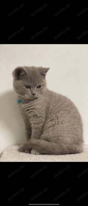 BKH kitten Katzen baby Britisch kurzhaar 